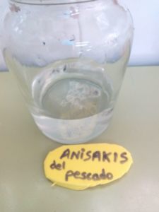 Anisakis